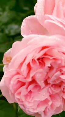 Güneş ışığında parlayan çiğ damlalarıyla dolu canlı pembe güllerin yakın çekimi, zengin yeşil yaprakların arasına yerleştirilmiş. Çiçek açan bahçede huzurlu bir an..