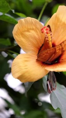 Renkli kelebekler canlı turuncu bir amber çiçeğini ziyaret eder. Parlak yapraklar, güneşli bir öğleden sonra serin bir bahçede koyu yeşil yapraklarla tezat oluşturuyor..