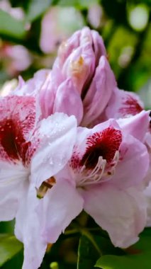 Çarpıcı kırmızı işaretli narin pembe çiçekler canlı bir bahçede çiçek açıyor. Taze çiğ taneleri yaprakların üzerinde görünür, doğal güzelliklerini ve tazeliklerini vurgular..