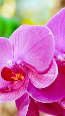 Bereketli yeşillik zarif bir şekilde açan parlak pembe orkideleri çevrelemektedir. Yumuşak güneş ışığı, sakin bir bahçe ortamında narin taç yapraklarını ön plana çıkarır. Doğanın güzelliğini parlatmaya davet eder..