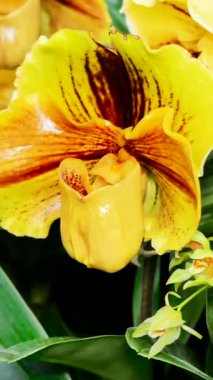 Parlak sarı orkideler yemyeşil bir serada sıcak bir öğleden sonra canlı bir şekilde çiçek açarlar. Zengin renkleri ve eşsiz şekilleri bitki severler için huzurlu bir atmosfer yaratıyor..