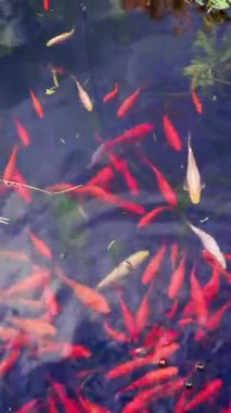 Parlak kırmızı ve beyaz akvaryum balıkları berrak bir gölette huzur içinde yüzerler. Balıklar yüzeyin altında yavaşça hareket ettikçe su bitkileri yukarıda yüzer. Sakin bir doğa sahnesi başlıyor..