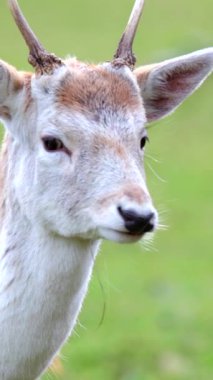 Görkemli bir geyik yemyeşil bir çayırda sakince duruyor, nazikçe otları kemiriyor. Gün ışığı kürkünü ve çevresini aydınlatırken ortam huzurlu..