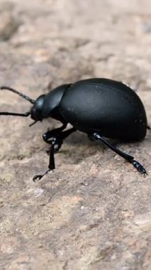 Parlak siyah bir böcek kayalık araziyi doğal ortamında keşfeder. Yakından bakınca parlak yüzeyi ve gün ışığında yavaş hareket ettiği için karmaşık ayrıntıları ortaya çıkıyor..