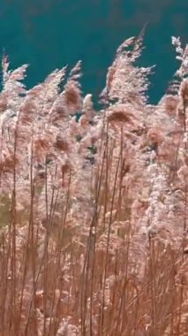 Uzun otlar güneşli bir günde rüzgarda hafifçe dalgalanır. Altın renkler, berrak mavi gökyüzü ile güzel bir şekilde harmanlanarak huzurlu bir doğal ortam yaratıyor..