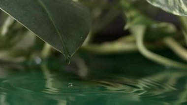 Su, yeşil bir yapraktan yavaşça aşağıdaki sakin suya damlar ve küçük dalgalanmalar yaratır. Huzurlu an güzelliği ve sadeliği sergiliyor, canlı yapraklarla çevrili..