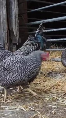 Bir grup tavuk çiftliklerini keşfediyor, samanı gagalıyorlar ve güneşli öğleden sonranın tadını çıkarıyorlar. Canlı kuşlar eşsiz renklerini ve davranışlarını sergiler..