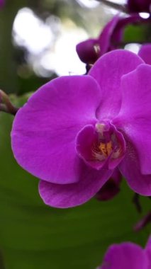 Canlı pembe bir orkide yemyeşil bir bahçede narin yapraklarını açar. Güneş ışığı renklerini vurgular, doğada çarpıcı bir görsel deneyim yaratır..