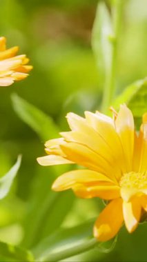 Parlak turuncu çiçekler, güneşli bir bahçede yeşil yaprakların üzerinde büyüleyici taç yapraklarını sergiliyor. Doğa canlanır Bu çiçekler sahneyi aydınlatır.