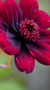 Canlı kırmızı bir çiçek bir bahçede açar. Hassas taç yapraklarını ve karmaşık desenlerini gün ışığı altında sergiler. Doğanın güzelliği her ayrıntıda parlar, hayranlık uyandırır..