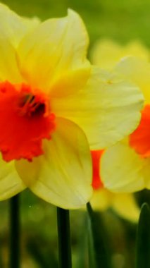 Turuncu merkezli parlak sarı nergisler güneşli bir bahçede gelişerek canlı renkler ve baharın güzelliğini sergiliyor. Doğa, çiçeklerin ihtişamla açmasıyla uyanır..