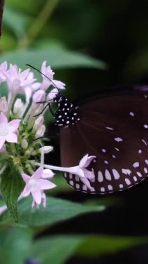Canlı bir kelebek zarif bir şekilde açık pembe çiçeklere konar zengin, yeşil bir bahçede. Güneş, doğanın sessizce gelişmesiyle ılık bir parıltı yayar..