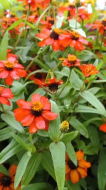 Renkli turuncu çiçekler bahçeyi dolduruyor, güneş ışığı altında gelişiyor. Bitkiler yeşil yaprakların arasında güzelliklerini sergiliyorlar, doğada neşeli bir atmosfer yaratıyorlar..
