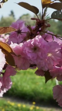Soft pink cherry blossoms fill the branches in a lively park during spring. Sunlight enhances the colors, creating a serene and picturesque environment for visitors.