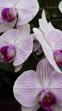 Karmaşık desenleri ve yumuşak renkleri olan güzel orkideler tam çiçeklenmiştir. Onların zarafeti, güneşli bir günde bahçeye cazibe katar..