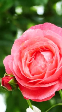 İlkbaharın ılık sabahında taze su damlacıklarıyla parlayan canlı yapraklarla güzel pembe bir gül açılır. Doğa güzelliğini sergiliyor.