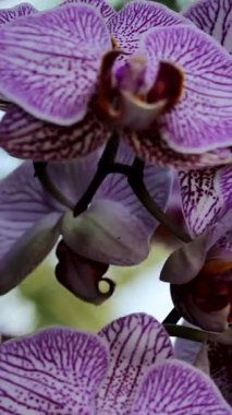 Sersemletici mor orkidelerin yakın çekim görüntüsü yeşilliklerle çevrili sakin bir bahçe ortamında çiçeklenirken eşsiz desenlerini ve dokularını ortaya çıkarır..
