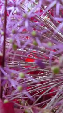 Parlak renkli çiçekler bir bahçede açar, sıcak güneş ışığı altında güneşlenirler. Yapraklar canlı renkler sergiliyor, doğada canlı ve canlı bir atmosfer yaratıyor..