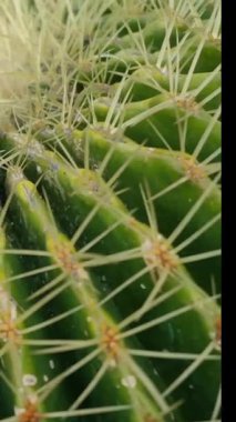 Çöl ortamında parlak güneş ışığı altında parlak yeşil derisi ve keskin dikenleri olan bir kaktüsün detaylı görüntüsü. Doğa en iyi halindedir..