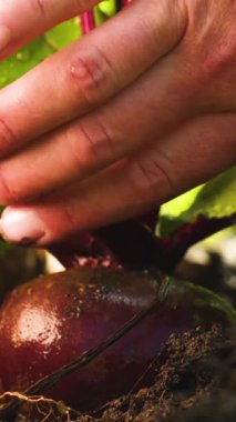 Eller, bu sonbahar hasadının canlı renklerini sergilerken zengin topraktan nazikçe pancar çekiyor. Dekor taze yetişmiş sebzelerin güzelliğini vurguluyor..