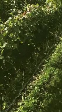 Güneş batarken, sarmaşıklar, verimli yeşilliklere ve zengin toprağa sıcak bir parıltı saçarak sakin bir manzara boyunca uzanıyor. Doğanın mükemmel bir anı güzellik.