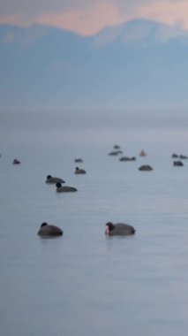 Yavru ördek sürüleri sakin bir gölde sessizce süzülür. Arka planda yumuşak dağlar, pastel bir gökyüzünün altında. Huzurlu atmosfer doğanın güzelliğini şafakta yakalar..