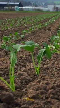 Güneş ışığı tarlaları ısıtırken verimli topraktan düzgün sıralar halinde yeşil filizlenir. Çiftçiler bu ekinleri huzurlu bir tarım arazisinde yetiştiriyor..