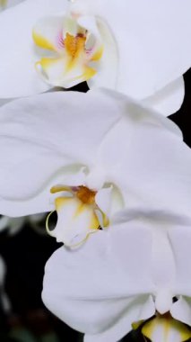 Narin beyaz orkideler güzelliklerini yemyeşil bir tropik bahçede sergilerler. Güneş ışığı onların canlı renklerini vurguluyor. Çiçekler arasında huzurlu ve huzurlu bir atmosfer yaratıyor..