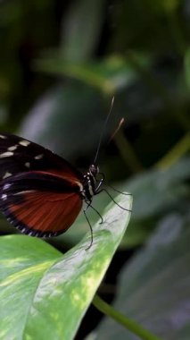 Turuncu ve siyah kanatları olan canlı bir kelebek tropik bir bahçede bir yaprağın üzerinde duruyor. Çevre zengin yeşillik ve renkli bitkilerle doludur..