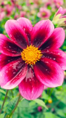 Göz kamaştırıcı pembe ve kestane rengi bir çiçek, canlı yapraklarını çeşitli çiçek türleriyle dolu renkli bir bahçede sergiliyor. İlkbaharda harikalar parlar.