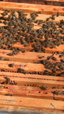 Meşgul arılar ahşap çerçevelerde toplanır, sıcak güneşin altındaki bir kovandaki bal peteğine bakarlar. Atmosfer hareketli ve hareketli..