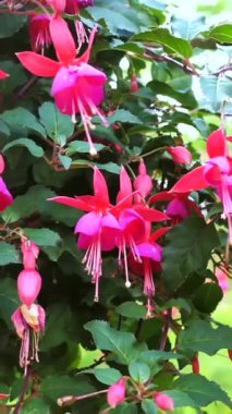 Canlı pembe fuşya çiçekleri, huzurlu bir bahçedeki yeşil yaprakların zemininde çiçek açıyor. Parlak renkler dikkat çeker ve güzelliği gösterir..