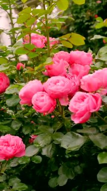 Parlak pembe güller çiçek açmış, narin yapraklarını sergiliyorlar. Bereketli yeşil yapraklar etraflarını sarmış, açık mavi gökyüzünün altında bahçede güzel bir manzara yaratıyor..