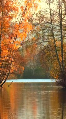 Sakin suları olan sakin bir göl sonbahar ağaçlarının parlak renklerini yansıtır. Güneş arka planda batar, rahatlamayı davet eden sakin bir atmosfer yaratır..