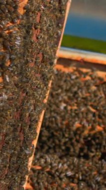 Arı yetiştiricileri güneşin altındaki parlak bir kovandaki canlı bir bal arısı kolonisini inceliyorlar. Kraliçe arıları ve bal üretimini dikkatle incelerler. Etkili arıcılık uygulamaları hakkında ipuçları paylaşırlar..