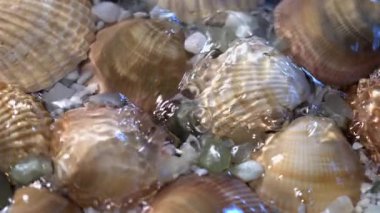 Deniz kabukları kumlu sahilde toplanır ve üzerlerinde küçük dalgalar hareket eder. Deniz kabuklarında ve suda doğal ışık parlar. Ayarları basit ve rahatlatıcı..