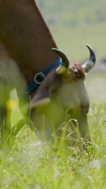 Kahverengi bir inek yeşil bir tarlada ot yiyor. İneğin boynuzları ve tasması var. Arka planda ağaçlar ve tepeler var. Gökyüzü açık güneşli bir gün..