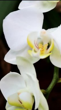 Bahçede açan beyaz orkidelere yakından bakın. Güneş ışığı narin çiçekleri vurgular. Taç yapraklarının etrafında küçük böcekler görülebilir. Doğa her ayrıntıda güzelliği gösterir..