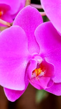 Mor orkideler eşsiz şekillerini ve parlak renklerini göstermek için yapraklarını açarlar. Bu, güneş ışığı ve doğal güzelliklerle dolu bir bahçede olur..