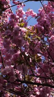 Parkta kiraz ağaçları dik duruyor. Pembe çiçekler açık mavi gökyüzünün altındaki dalları doldurur ilkbaharda sıcak öğleden sonra saatlerinde.