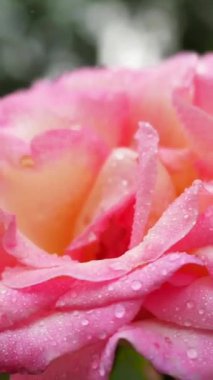 Pembe bir gül, taç yapraklarının üzerinde temiz su damlacıkları ile gösterilir. Dekor, güneş ışığının parladığı bir bahçe gibi. Gül yeşilliklerin ve çiçeklerin arasında duruyor..