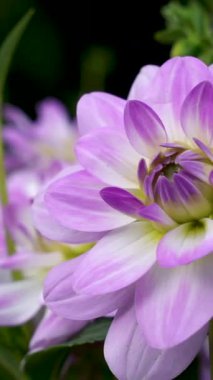 Mor aksanlı pembe çiçeğin bir bahçede açılışı. Çiçek, taç yapraklarının ve çevreleyen yeşilliğin detaylarını gösteriyor..