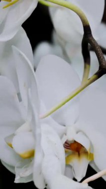 Beyaz çiçekler iç organlarını ortaya çıkarmak için açılır. Yakın çekim, taç yapraklarının narin yapısını ve canlı renkleri gösteriyor. Bahar çiçeklerin açtığı zamandır..