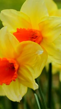 Baharda bir bahçede, parlak sarı nergisler çiçeklerini turuncu merkezli gösteriyor. Rüzgarda hafifçe sallanırken güneş çiçeklerin üzerinde parlıyor..