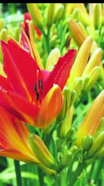 Baharda bir bahçede, yeşil tomurcuklar arasında parlak kırmızı ve sarı çiçekler açar. Çiçekler boşluğu renklerle doldurur, dikkatleri her taraftan çeker..