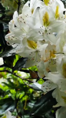 Bahçede açık beyaz çiçekler ve çevreleyen yeşil yapraklar. Çiçeklerin üzerinde güneş ışığı parlıyor, özelliklerini vurguluyor ve canlı bir atmosfer yaratıyor..