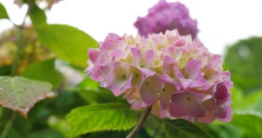 Baharın ılıklığı getirdiği bir bahçede renkli çiçekler açılır. Güneş batıyor, yemyeşil yaprakları ve çiçeklerin yumuşak yapraklarını vurguluyor. Doğa canlı ve parlak..