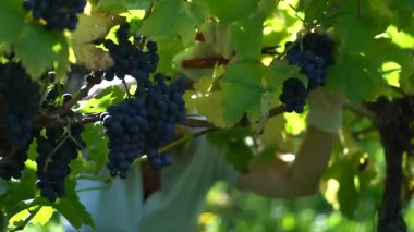 İşçiler üzüm bağındaki üzümlerden olgun üzümler topluyor. Yaz mevsiminde parlak güneş ışığı altında yeşil yapraklar koyu meyvenin etrafını sarıyor..