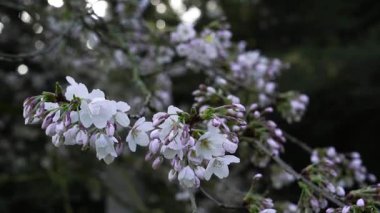 Baharda bahçede kiraz çiçekleri açılır. Tomurcuklardan beyaz çiçekler çıkar. Güneş ışığı dallarda parlıyor, güzellikleri ve canlı renkleri gösteriyor..