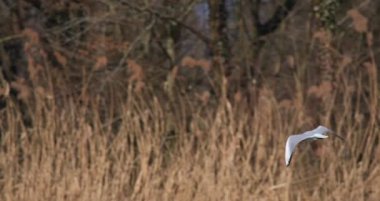 Bir kuş, sulak alanlardaki uzun otların üzerinde havada hareket eder. Güneş parlıyor ve çevre vahşi ve el değmemiş görünüyor. Bu an doğayı ve vahşi hayatı yakalar..